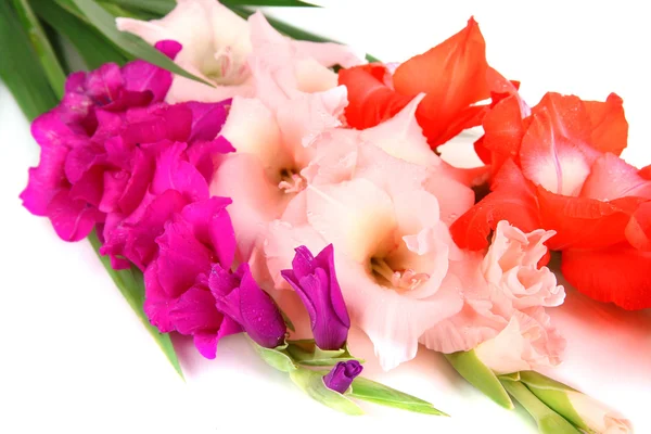 Kaunis gladiolus kukka lähikuva — kuvapankkivalokuva