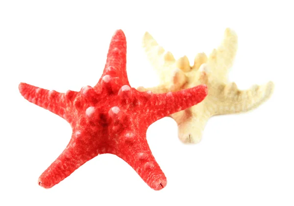 Starfish isolated on white — Stock Photo, Image