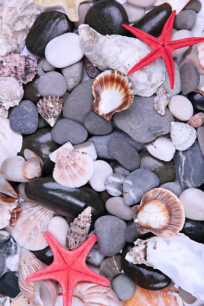 Närbild på havet stenar och snäckor — Stockfoto
