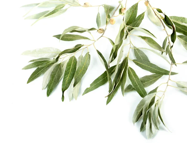 Gałąź oliwna izolowana na białym — Zdjęcie stockowe