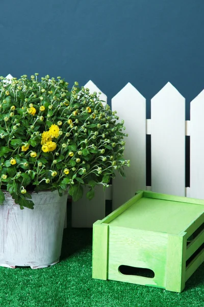 Chrysanthemum bush in pot with box and fence on grass on grey background — Stock Photo, Image