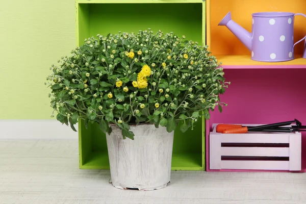 Chrysanthemenstrauch im Topf mit Farbkästen und Instrumenten auf Wandhintergrund — Stockfoto