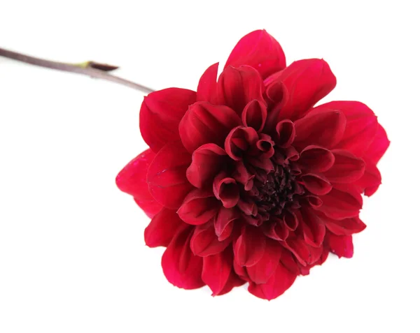 Flor de Dahlia, isolada sobre branco — Fotografia de Stock