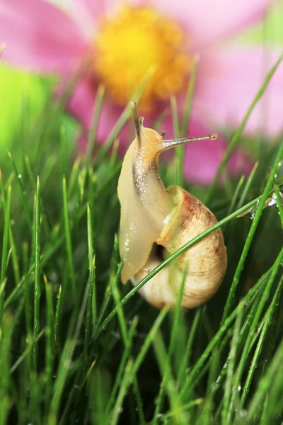 Caracol bonito na grama verde, close-up — Fotografia de Stock