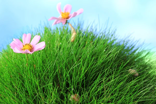 Bellissimi fiori rosa su erba verde, su sfondo blu — Foto Stock