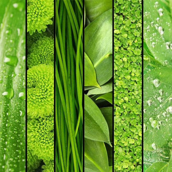 Collage de hierba verde y hojas . —  Fotos de Stock