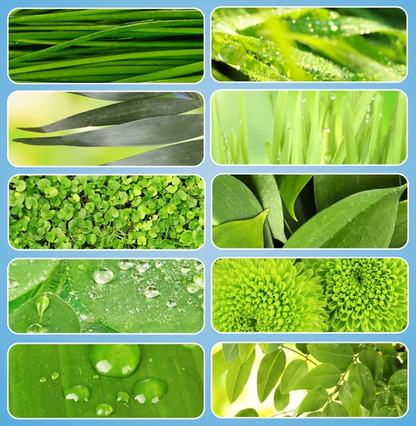 Collage van groen gras en bladeren. — Stockfoto