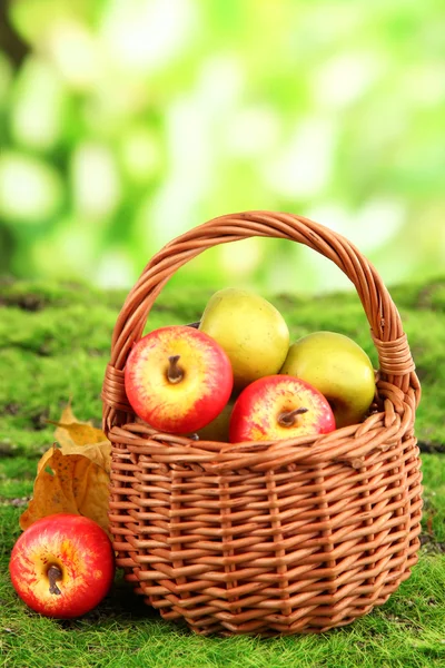 Small apples in wicker basket on nature background — Stock Photo, Image