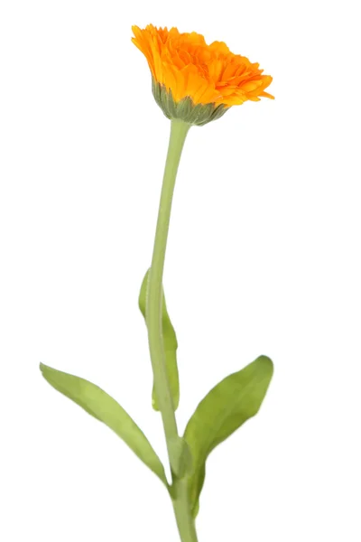 Calendula flower isolated on white — Stock Photo, Image