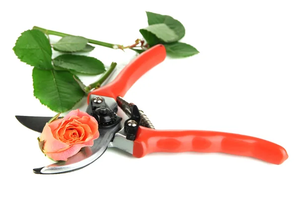 Zahradní zahradnické nůžky a růže — Stock fotografie
