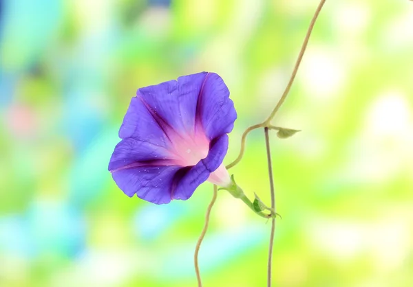 Azul convolvulus (bindweed) flor no fundo da natureza — Fotografia de Stock