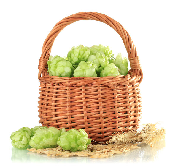 Fresh green hops in wooden basket and barley, isolated on white