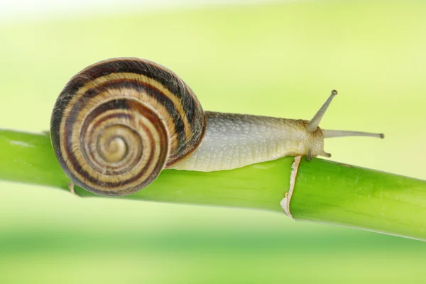 Caracol arrastrándose sobre el tallo verde de la planta — Foto de Stock