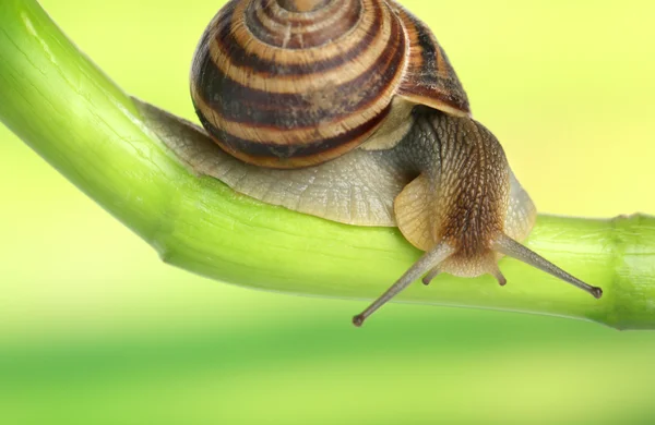 Caracol rastejando no tronco verde da planta em fundo brilhante — Fotografia de Stock