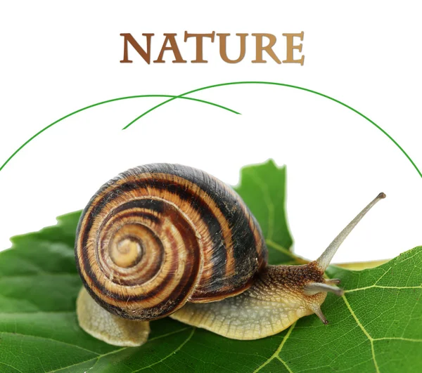 Snail on leaf close-up — Stock Photo, Image