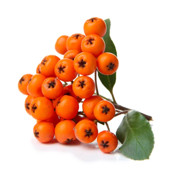 Pyracantha Firethorn orange berries with green leaves, isolated on white — Stock Photo, Image