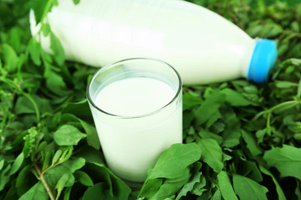 Glas melk en fles melk op gras — Stockfoto