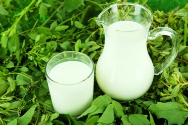 sürahi ve bardak süt çimenlerin üzerinde