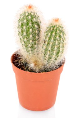 Beyaz arka plan üzerinde izole saksı kaktüs