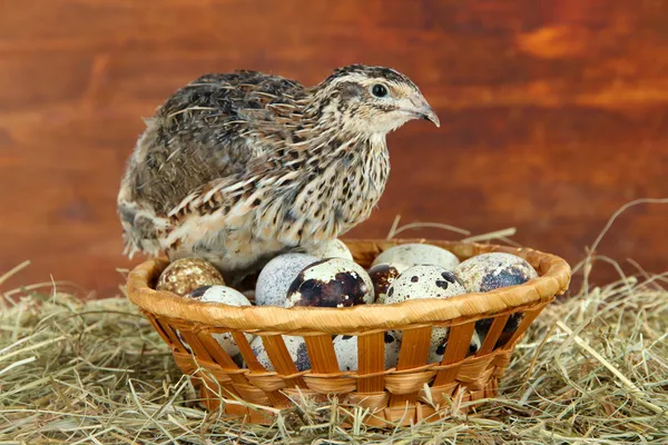Молодой перепел с яйцами на соломе на деревянном фоне — стоковое фото