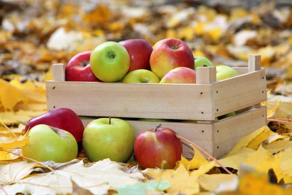 Krat van vers rijp appels in tuin op Herfstbladeren — Stockfoto