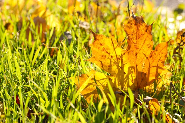 Beautiful autumn maple leaf on green grass, close up — Stock Photo, Image