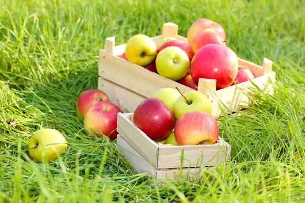 Caixas de maçãs maduras frescas no jardim na grama verde — Fotografia de Stock