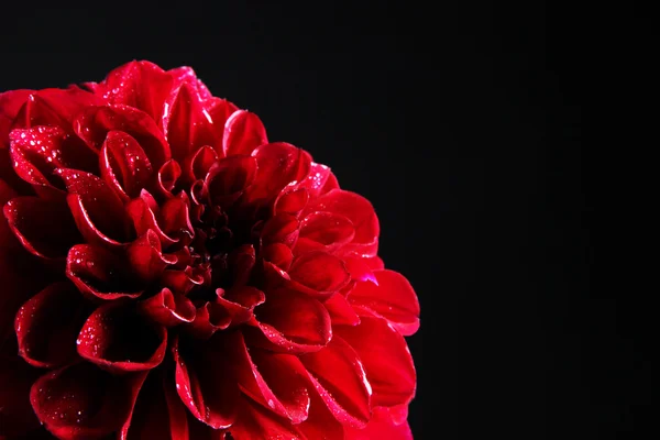 Flor de Dahlia, aislada en negro — Foto de Stock