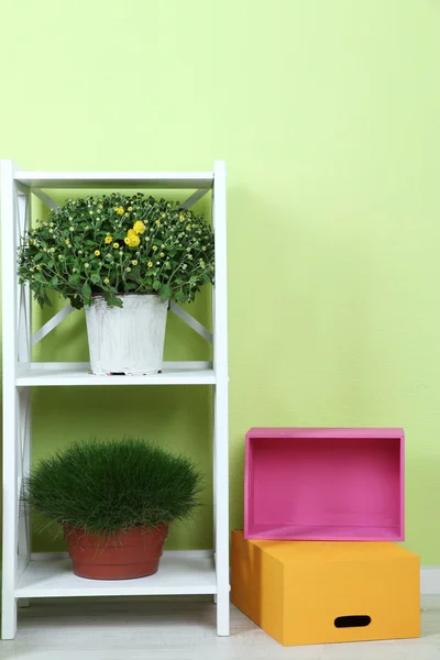 Flores en macetas con cajas de color en estantes sobre fondo de pared —  Fotos de Stock
