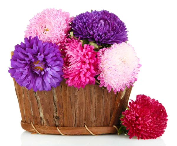 Bright aster flowers in basket, isolated on white — Stock Photo, Image