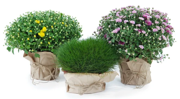 Chrysanthème buissons et herbe dans des pots isolés sur blanc — Photo