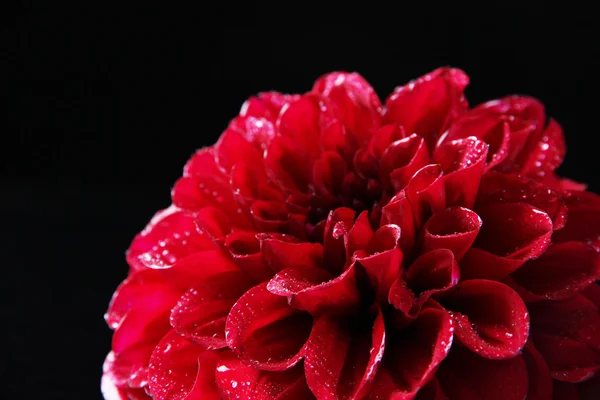 Цветок лилии, изолированный на черном — стоковое фото