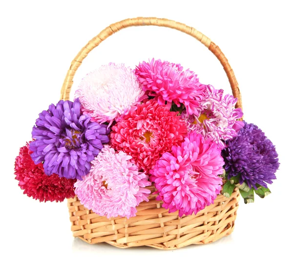 Bright aster flowers in basket, isolated on white — Stock Photo, Image