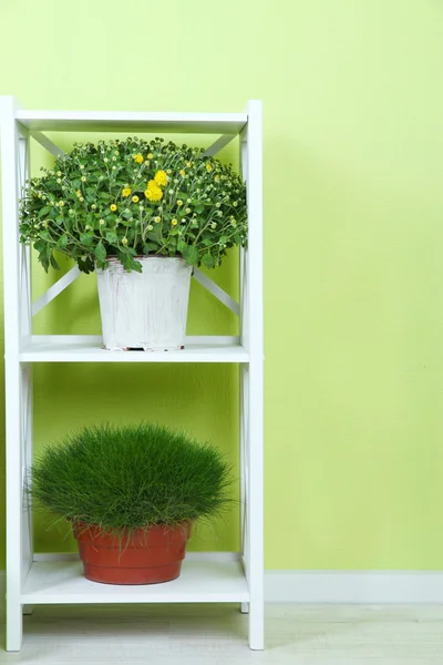 Flowers in pots on shelves on wall background — Stock Photo, Image