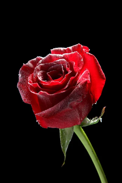 红玫瑰在冰中，孤立在黑色 — 图库照片