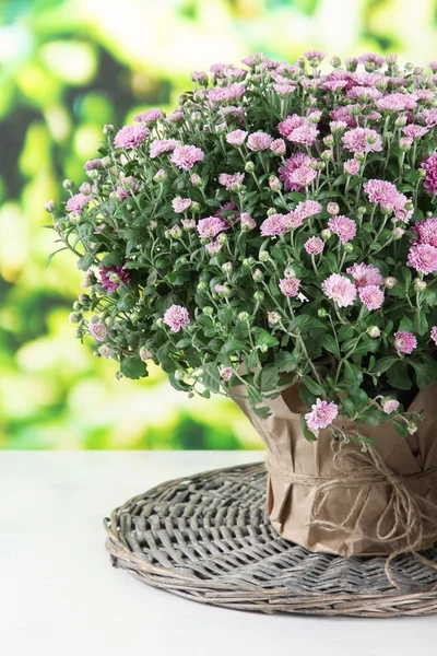 在明亮的背景上桌上盆栽菊花布斯 — 图库照片