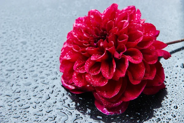 Квітка Даля, на кольоровому фоні — стокове фото