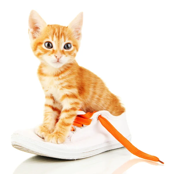 Χαριτωμένο μικρό γατάκι κόκκινο στα παπούτσια που απομονώνονται σε λευκό — Φωτογραφία Αρχείου