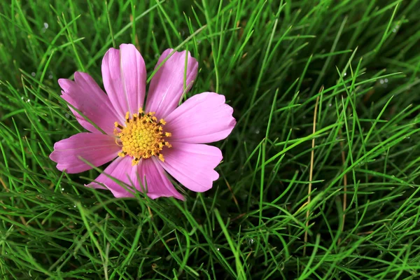 Belle fleur rose sur herbe verte, gros plan — Photo