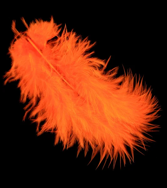 Bright feather on black background — Stock Photo, Image