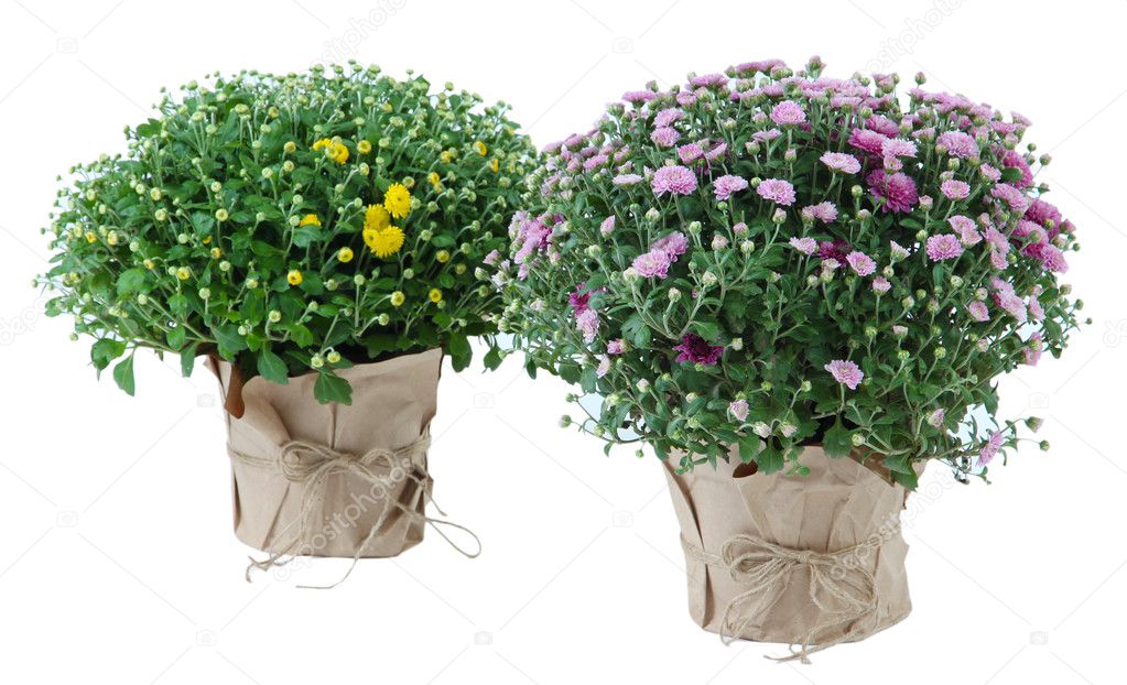 Chrysanthemum bushes in pots isolated on white