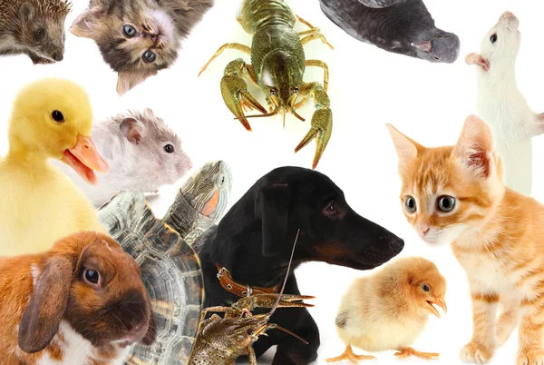 Collage di diversi animali carini — Foto Stock