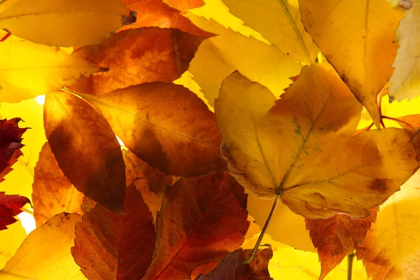 Helle Herbstblätter, aus nächster Nähe — Stockfoto