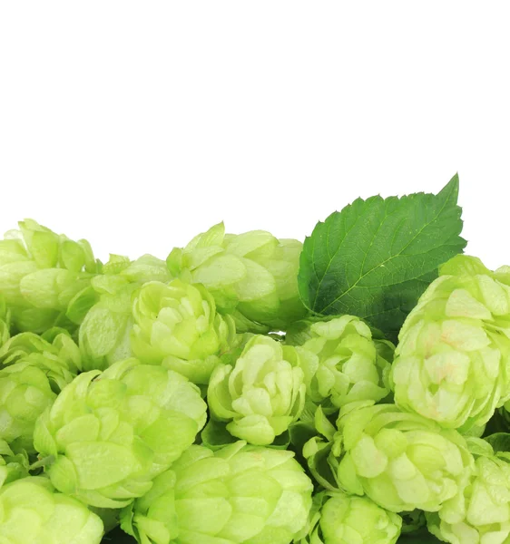 Lúpulo verde fresco, aislado sobre blanco —  Fotos de Stock