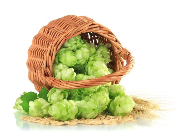 Fresh green hops in wicker basket and barley, isolated on white — Stock Photo, Image