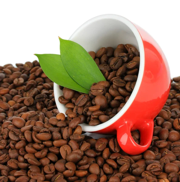 Feijões de café na xícara no fundo branco — Fotografia de Stock