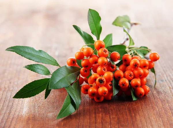 Pyracantha Firethorn orange berries with green leaves, on wooden background — Stock Photo, Image