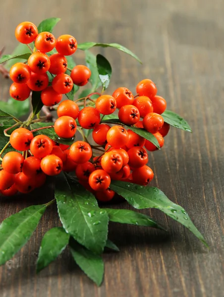 Pyracantha Firethorn fructe de padure portocalii cu frunze verzi, pe fundal din lemn — Fotografie, imagine de stoc