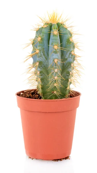 Cactus in bloempot, geïsoleerd op witte achtergrond — Stockfoto