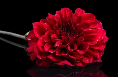 siyah üzerine izole dahlia çiçeği